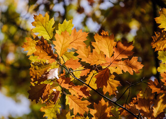 Roteichenwäldchen im Herbst (Quercus rubra) Amerikanische Rot-Eiche, Standort: BaWü, Deutschland | red oak forest in autumn in Germany