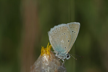 Polytheistic Dafnis butterfly / Polyommatus daphnis