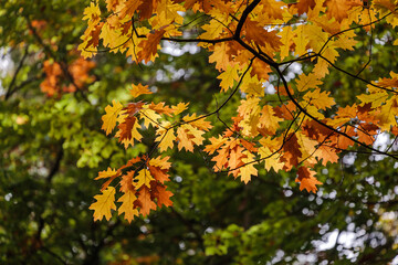 Roteichenwäldchen im Herbst (Quercus rubra) Amerikanische Rot-Eiche, Standort: BaWü, Deutschland | red oak forest in autumn in Germany