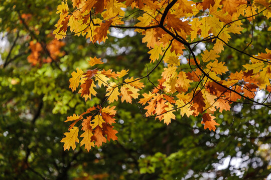 Roteichenw&auml;ldchen im Herbst (Quercus rubra) Amerikanische Rot-Eiche, Standort: BaW&uuml;, Deutschland | red oak forest in autumn in Germany
