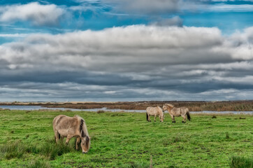 Wild horses in the meadows of Skjern in Denmark