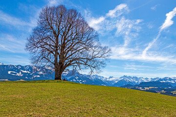 Allgäu - Linde - Frühling - Ofterschwang - Alpen - Bergkette