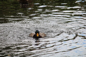 duck in water