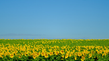 Fototapeta premium Filed of sunflowers in Provence 