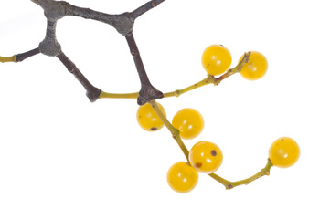 Yellow-berried mistletoe (Loranthus europaeus) on white background, Tuscany, Italy.
