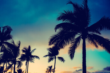 Dramatic Tropical Island Vacation Travel Background With Palm Trees at Sunset