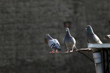 pigeons in the city