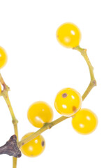 Yellow-berried mistletoe (Loranthus europaeus) on white background, Tuscany, Italy.