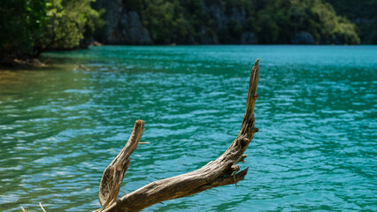Branch of dead tree in front of a turquoise river