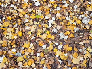 Autumn yellow colorful fallen leaves on ground in grass in park outdoor close up background texture as natural pattern