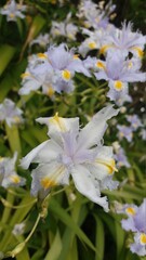 Obraz premium flowers in the garden
