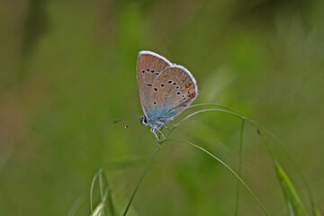 Beautiful Blue butterfly / Polyommatus bellis