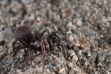 Purse web spider (Atypus affinis), Italy.