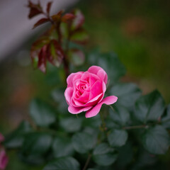pink rose