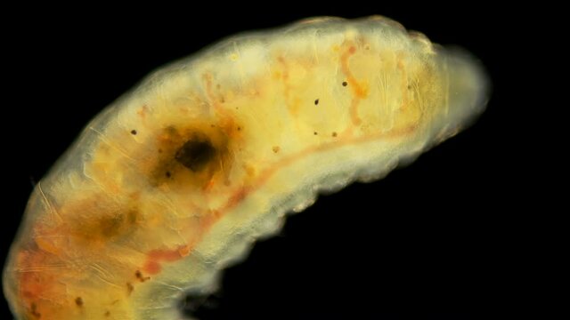 Worm of the Lumbriculidae family under a microscope, class Clitellata. Oligochaeta specimen found at Lake Baikal. back of the body