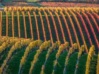Fototapeta premium Weinberge im Herbst