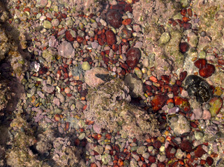 Marine background, a natural texture