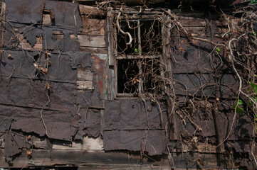 Rusty house behind dried trees.