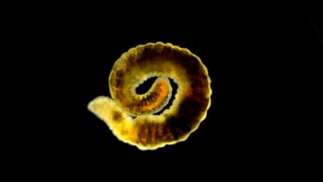 Worm of the Lumbriculidae family under a microscope, class Clitellata. Oligochaeta specimen found at Lake Baikal