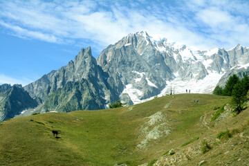 Fototapeta na wymiar A friendly mule in front of the immensity of the Mont Blanc massif