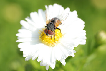 Macro shot of a Cistogaster globosa a species of fly sitting on a flower