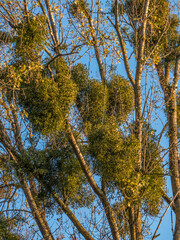 Misteln auf Baum im Herbst
