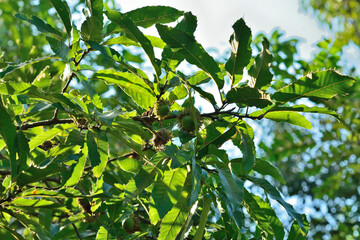 樹木・クヌギ　ブナ科
