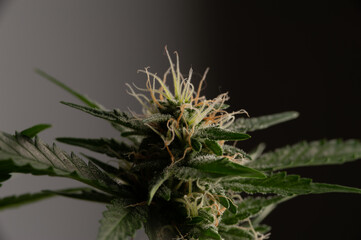 Naklejka na ściany i meble Green plant of marijuana. Legal cannabis cultivation. Medical indica with CBD.