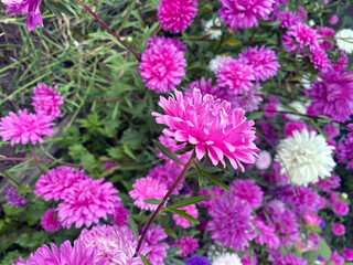 Obraz premium Violet purple pink white aster flowers on green leaves background.