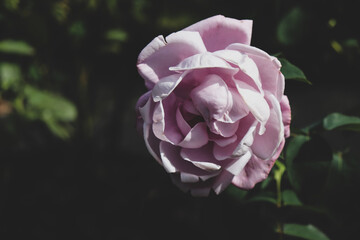 ピンク ローズ 薔薇 ばら バラ 落ち着いた