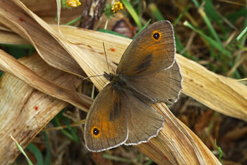 Eastern Meadow brunette butterfly ; Maniola telmessia