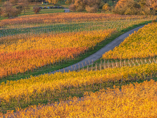 Weinberge im Herbst