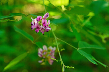 植物・ヤマハギ　マメ科
