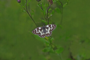 Forest Angel butterfly / Melanargia galathea