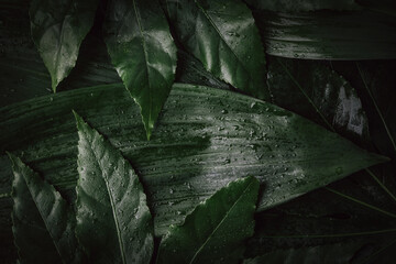tropical jungle background. fresh wet green leaves