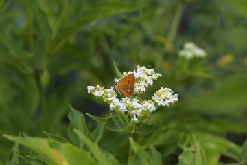Forest Copper Butterfly / Lycaena virgaureae