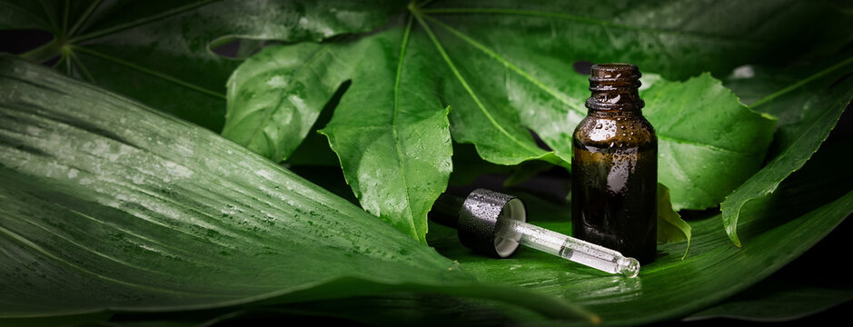 organic natural cosmetics. alternative medicine. essential oil bottle with dropper on wet green leaf background. banner