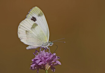 The White Angel of the Kuruperin ; Pieris krueperi