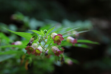 Beautiful eurat grass ; Atopa belladonna