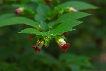 Beautiful eurat grass ; Atopa belladonna