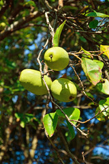 樹木・カリン　バラ科