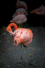 Fototapeta na wymiar Flamingo putzt sein Gefieder