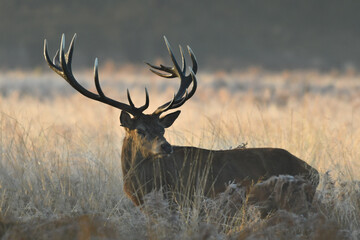 Face to face with Red deer