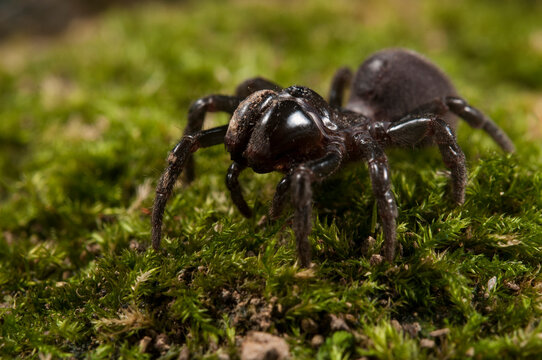 Purse web spider (Atypus affinis), Italy.