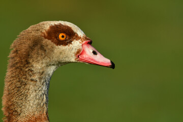 The Egyptian goose close up portrait