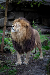 Portrait von Löwen im Tierpark