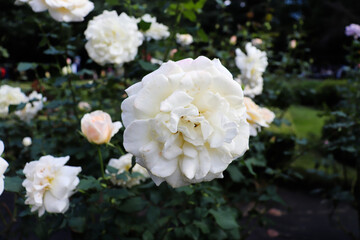 白 薔薇 バラ ローズ ガーデン