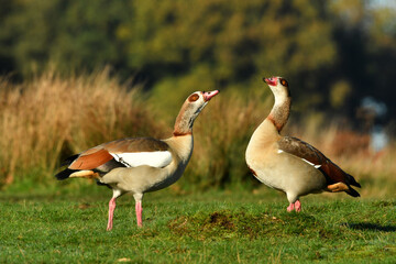 The Egyptian goose close up portrait