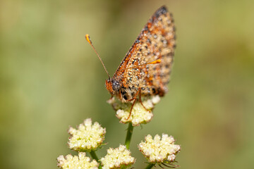 Butterfly water droplets, Nymphalidae Melitaea didyma perched on top of a flower.