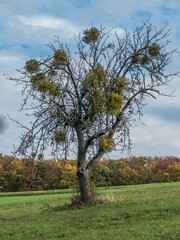 Obraz premium Misteln auf Baum im Herbst